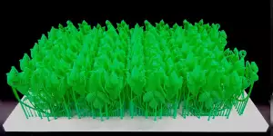 Forowax